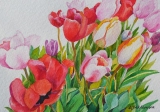 Olga Zakharova Art - Greeting Card - Tulips